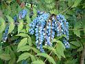 Mahonia berries 